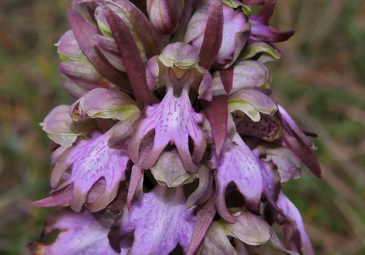 Barlia robertiana